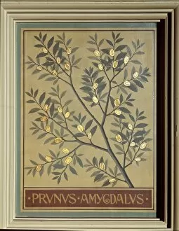 Eudicot Gallery: Prunus amygdalus, almond
