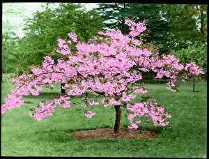 Flowering Collection: Prunus (Flowering Cherry Tree) in blossom