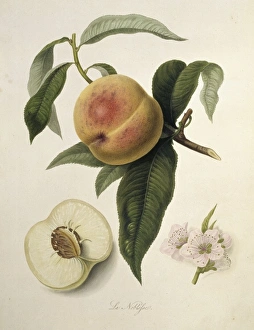 Prunus persica, peach (La Noblesse Peach) Prunus persica, peach (La Noblesse Peach)