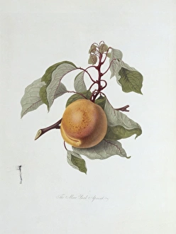 Prunus sp., apricot (The Moor Park Apricot) Prunus sp., apricot (The Moor Park Apricot)