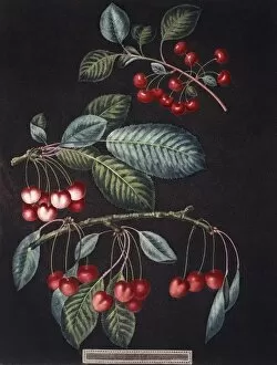 Eudicot Gallery: Prunus sp. cherry