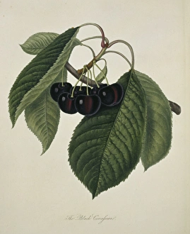 Prunus sp., cherry (Black Circassian Cherry) Prunus sp., cherry (Black Circassian Cherry)