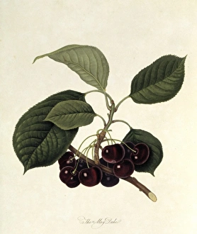 Prunus sp., cherry (The May Duke Cherry) Prunus sp., cherry (The May Duke Cherry)