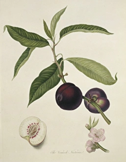 Prunus sp., nectarine (Vermash Nectarine) Prunus sp., nectarine (Vermash Nectarine)