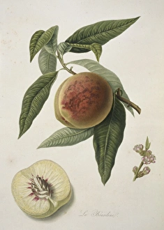 Prunus sp., peach (Bourdine Peach) Prunus sp., peach (Bourdine Peach)