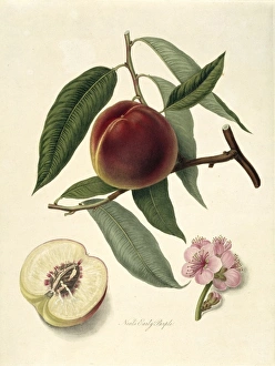 Prunus sp., peach (Neals Early Purple Peach) Prunus sp., peach (Neals Early Purple Peach)