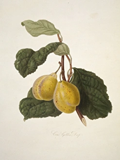 Prunus sp., plum (Coes Golden Drop Plum) Prunus sp., plum (Coes Golden Drop Plum)