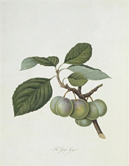 Prunus sp., plum (The Green Gage Plum) Prunus sp., plum (The Green Gage Plum)