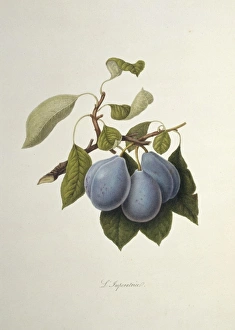 Prunus sp., plum (The Imperatrice Plum) Prunus sp., plum (The Imperatrice Plum)