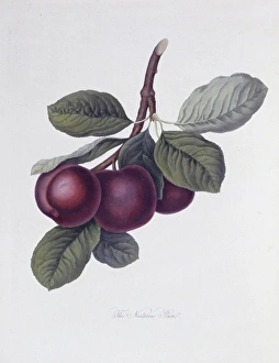 Prunus sp., plum (The Nectarine Plum) Prunus sp., plum (The Nectarine Plum)