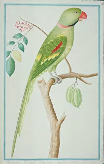 Perching Gallery: Psittacula eupatria, Alexandrine parakeet