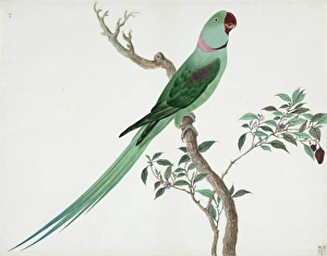 <b class=qtipBold><figcaption>Psittacula sp, parakeet</figcaption></b><br>Plate 47, a watercolour from the John Reeves Collection of Zoological Drawings from Canton, China. The plant is Solanum sp. Date:<br><em>© Mary Evans / Natural History Museum</em> Psittacula sp, parakeet