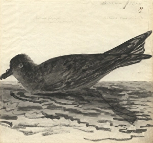 Pterodroma macroptera, great-winged petrel Pterodroma macroptera, great-winged petrel