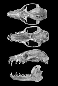 Pteropus livingstonii, Comoro black flying fox