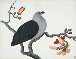 Knob Billed Fruit Dove Knob Billed Fruit Dove