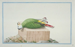 Ptilinopus sp. fruit dove Ptilinopus sp. fruit dove