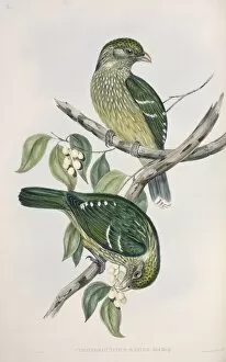 Satin Bowerbird Gallery: Ptilonorhynchus violaceus, satin bowerbird