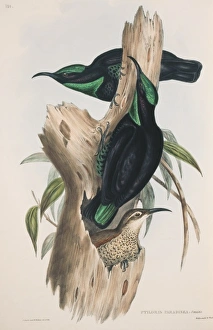 Ptiloris paradiseus, paradise riflebird Ptiloris paradiseus, paradise riflebird