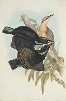 Ptiloris victoriae, Victorias riflebird Ptiloris victoriae, Victorias riflebird