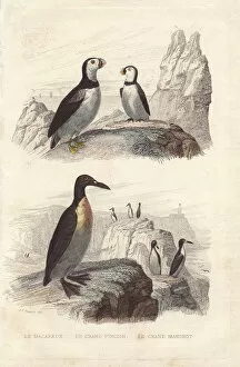 Aptenodytes Gallery: Puffin, extinct great auk, and emperor penguin