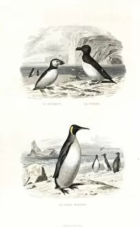 King Penguin Gallery: Puffin, razorbill and king penguin