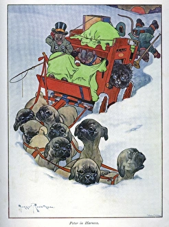 Pug Peter -- dogs pulling coach through snow Pug Peter -- dogs pulling coach through snow
