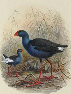 Pukeko, Porphyrio melanotus melanotus Pukeko, Porphyrio melanotus melanotus