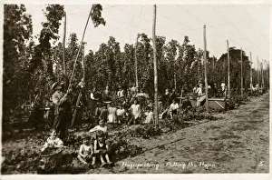 Pulling the Hops - Hop Pickers - West Malling, Kent Pulling the Hops - Hop Pickers - West Malling, Kent