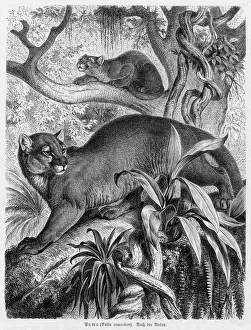 PUMA - 2 PUMA - 2