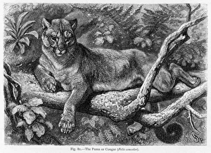 <b class=qtipBold><figcaption>Puma (Lydeker)</figcaption></b><br>(felis concolar) also known as the COUGAR, and even as the PANTHER or MOUNTAIN LION. Resident in South America.<br><em>© Mary Evans Picture Library</em> Puma (Lydeker)