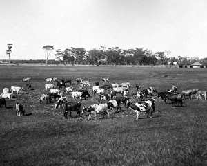 Purebreed Ayrshire and Jersey Cattle, Australia Purebreed Ayrshire and Jersey Cattle, Australia