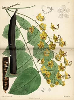 Shower Gallery: Purging cassia or golden shower tree, Cassia fistula