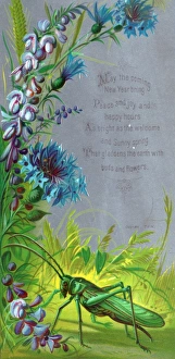 Purple and blue flowers with grasshopper on a New Year card Purple and blue flowers with grasshopper on a New Year card