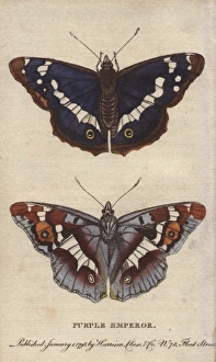Purple emperor butterfly, Apatura iris Purple emperor butterfly, Apatura iris