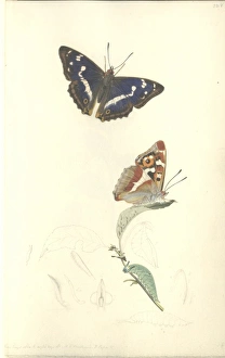 Purple Emperor by John Curtis (1791 - 1862) Purple Emperor by John Curtis (1791 - 1862)