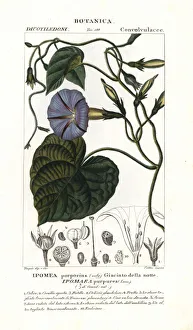 Purple morning glory, Ipomoea purpurea Purple morning glory, Ipomoea purpurea