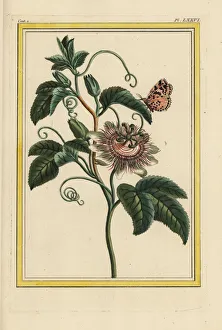 Purple passionflower, Passiflora incarnata Purple passionflower, Passiflora incarnata