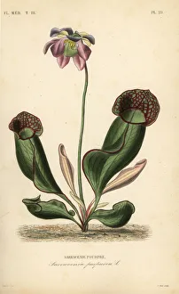 Purple pitcher plant or side-saddle flower, Sarracenia purpurea, Sarracenie pourpre. Handcoloured steel engraving by Alphonse-Leon Noel after a botanical illustration by Edouard Maubert from Pierre Oscar Reveil, A. Dupuis, Fr. Gerard and Francois Herincq's La Regne Vegetal: Flore Medicale, L. Guerin, Paris, 1864-1871. Purple pitcher plant or side-saddle flower, Sarracenia purpurea, Sarracenie pourpre. Handcoloured steel engraving by Alphonse-Leon Noel after a botanical illustration by Edouard Maubert from Pierre Oscar Reveil, A. Dupuis, Fr. Gerard and Francois Herincq's La Regne Vegetal: Flore Medicale, L. Guerin, Paris, 1864-1871. Date: Purple pitcher plant or side-saddle flower