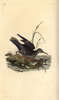 Sandpipers Gallery: Purple Sandpiper Collection