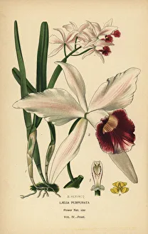 Purple-stained laelia orchid, Cattleya purpurata Purple-stained laelia orchid, Cattleya purpurata