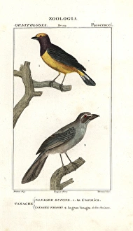 Purple-throated euphonia, Euphonia chlorotica Purple-throated euphonia, Euphonia chlorotica