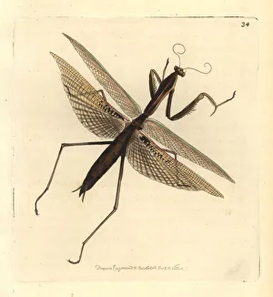 Purple-winged mantis, Tenodera australasiae Purple-winged mantis, Tenodera australasiae