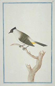 Pycnonotus aurigaster, sooty-headed bulbul Pycnonotus aurigaster, sooty-headed bulbul