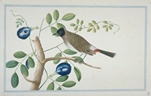 Pycnonotus cafer haemorrhousus, red-vented bulbul Pycnonotus cafer haemorrhousus, red-vented bulbul