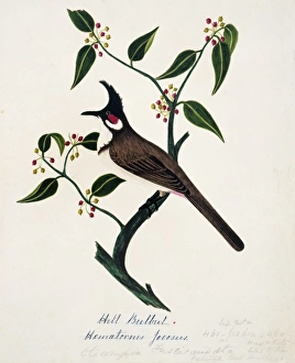 Pycnonotus jocosus, red-whiskered bulbul Pycnonotus jocosus, red-whiskered bulbul