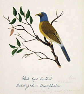 Pycnonotus priocephalus, grey-headed bulbul Pycnonotus priocephalus, grey-headed bulbul