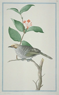 Pycnonotus zeylanicus, straw-headed bulbul Pycnonotus zeylanicus, straw-headed bulbul