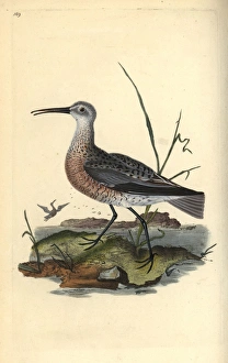 Sandpipers Gallery: 