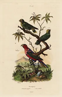 Fries Gallery: Pygmy parrot, Micropsitta pusio, and black-capped