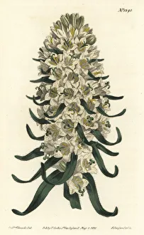 Pyrenean bellflower, Campanula speciosa Pyrenean bellflower, Campanula speciosa